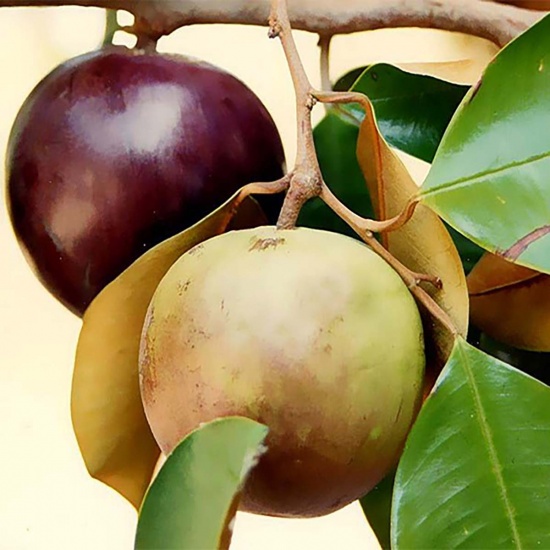 Vú sữa tím loại 1, tươi ngon, mọng nước